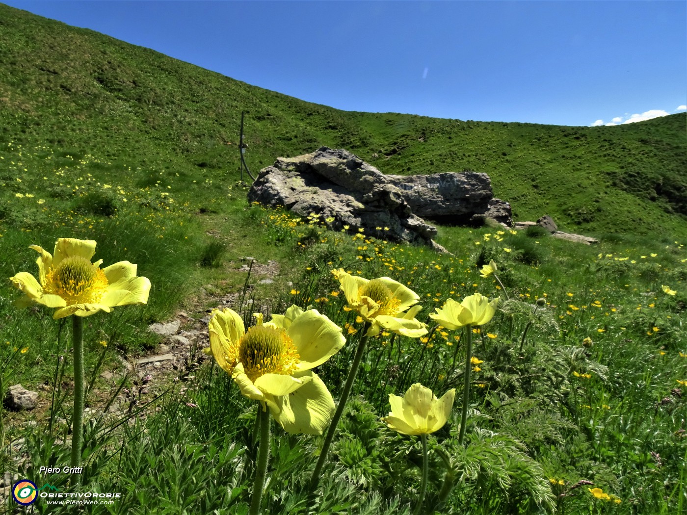 19 Estese fioriture di Pulsatilla alpina sulphurea (Anemone sulfureo) sul sent. 109 unificato sol 101.JPG